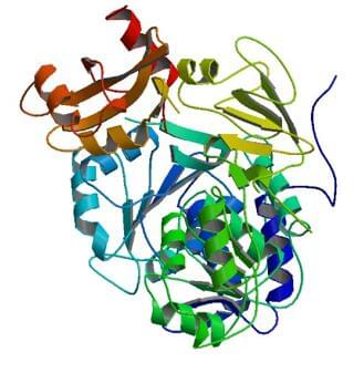 The crystal structure of firefly luciferase from P. pyralis.