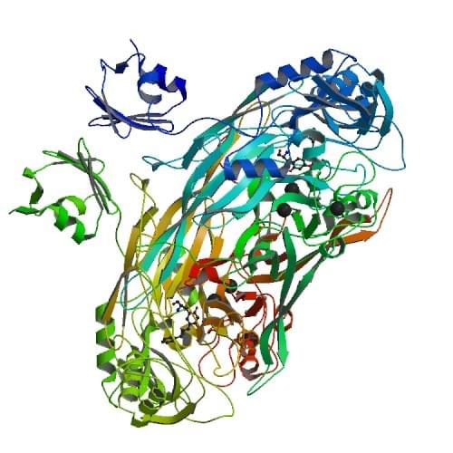 The crystal structure of copper-containing amine oxidase from Escherichia coli.