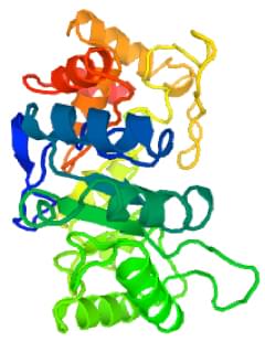 Enzyme Activity Measurement for Pyridoxine 4-Dehydrogenase Using Spectrophotometric Assays