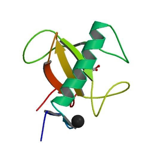 Figure: The crystal structure of RNase T1 from Aspergillus oryzae.