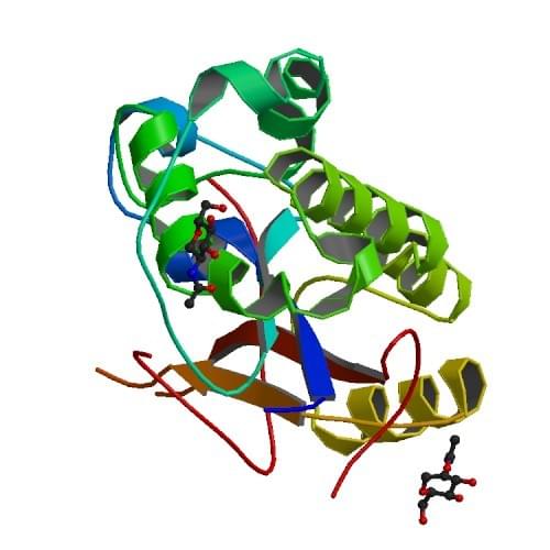 Figure: The crystal structure analysis of Human RNase T2.
