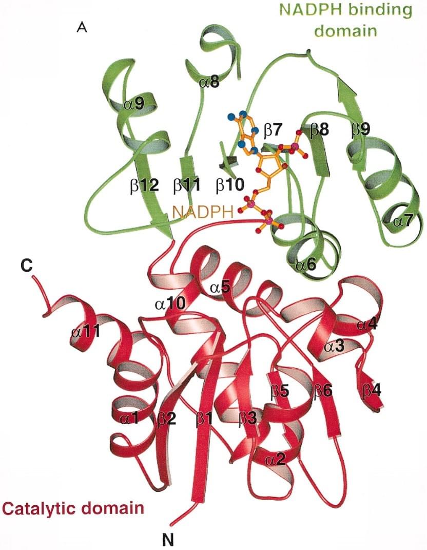 Enzyme Enzyme Activity Measurement for Shikimate Dehydrogenase Using Spectrophotometric Assays