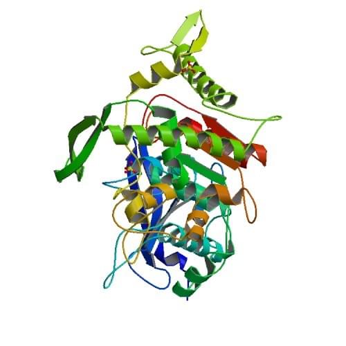 The crystal structure of tannase from Lactobacillus plantarum