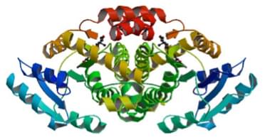 Enzyme Activity Measurement for Testosterone 17Beta-Dehydrogenase (NADP+) Using Spectrophotometric Assays