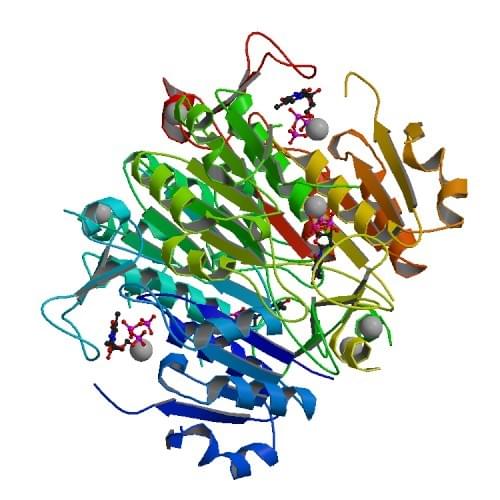 Figure: The crystal structure of human thymidine kinase 1.