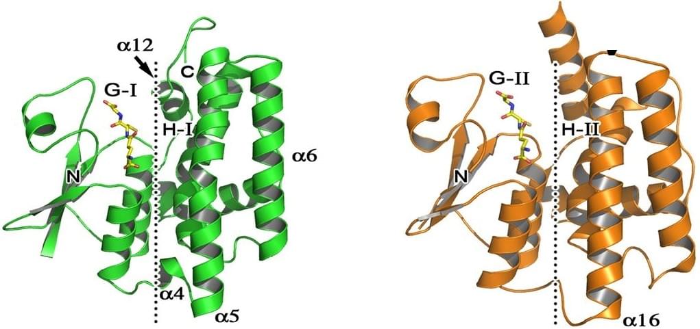 Enzyme Activity Measurement for Phosphorus Transferases