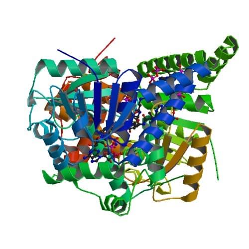 Enzyme Activity Measurement of 3-Hydroxyacyl-CoA Dehydrogenase Using Spectrophotometric Assays