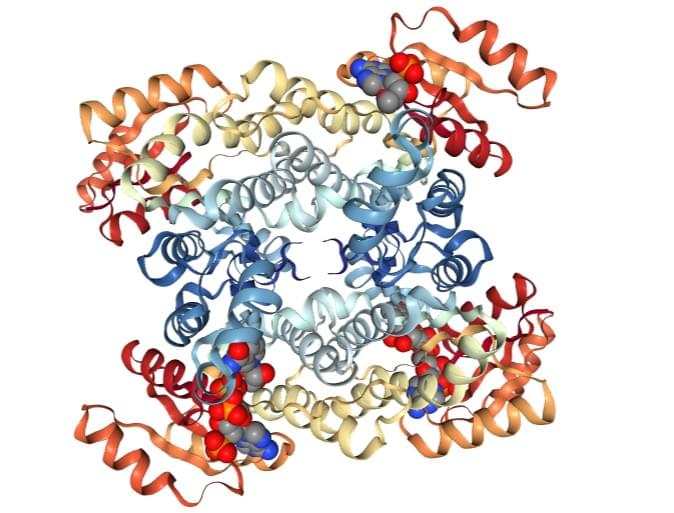 Enzyme Activity Measurement of Acetoacetyl-CoA Reductase Using Spectrophotometric Assays