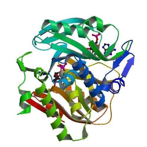 Figure: The crystal structure of human adenine phosphoribosyltransferase complexed with PRPP, ADE and R5P.