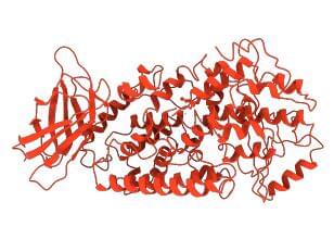  The structure of rabbit 15S-LOX1.