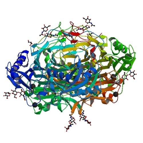 Figure: The crystal structure of human diamine oxidase.