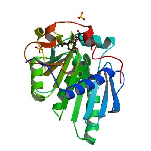 The crystal structure of feruloyl esterase from Aspergillus niger