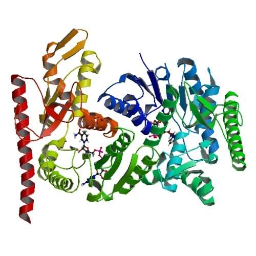 Enzyme Activity Measurement of L-Lactate Dehydrogenase Using Spectrophotometric Assays