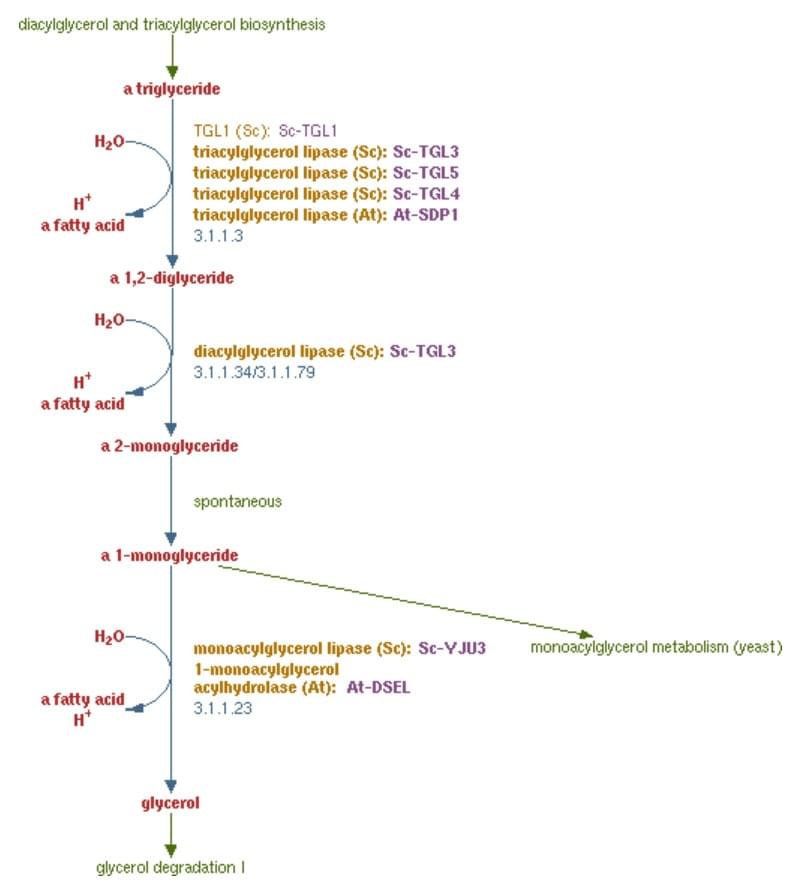 The triacylglycerol degradation pathway