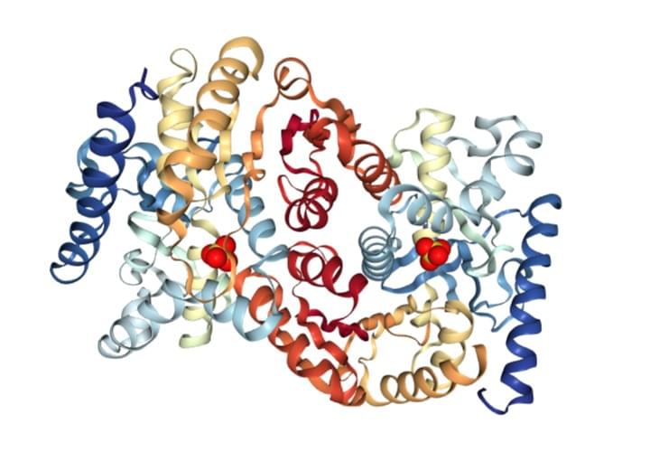 Enzyme Activity Measurement of Malate Dehydrogenase Using Spectrophotometric Assays