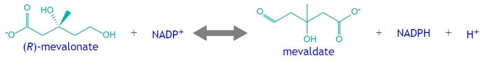 Enzyme Activity Measurement of Mevaldate Reductase (NADPH) Using Spectrophotometric Assays