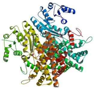 Enzyme Activity Measurement of Phosphogluconate 2-Dehydrogenase Using Spectrophotometric Assays