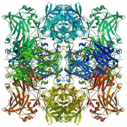 The structure of protocatechuate 3,4-dioxygenase complexed with 3-hydroxybenzoate.