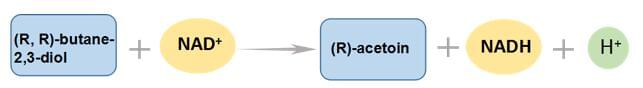 Enzyme Activity Measurement of (R, R)-Butanediol Dehydrogenase Using Spectrophotometric Assays