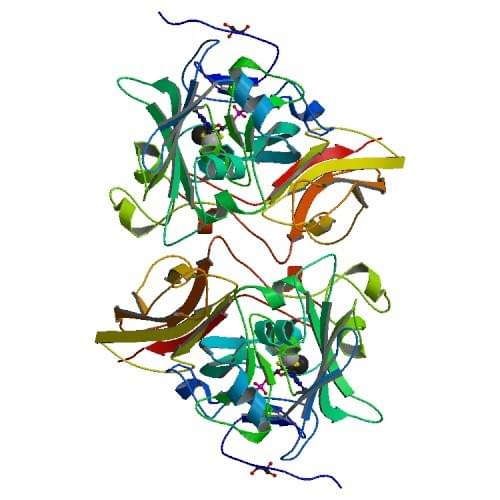 The crystal structure of recombinant chicken sulfite oxidase at the resting state