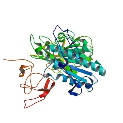 The crystal structure of the pancreatic lipase-colipase complex