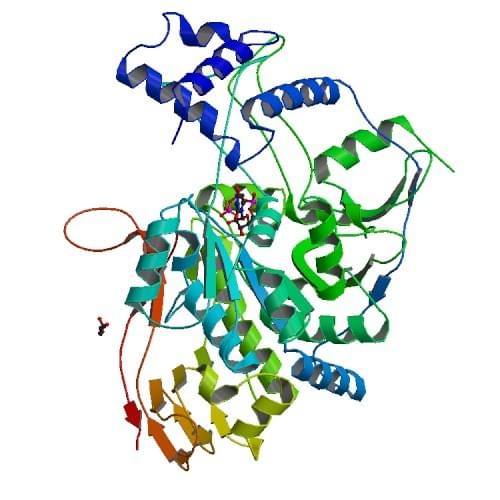 Figure: The crystal structure of USP from L. major bound to  uridine-5'-triphosphate.