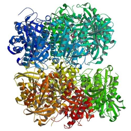 Figure: The crystal structure for the E. coli uridine phosphorylase complexed with 5-fluorouracil ribose-1-phosphate.