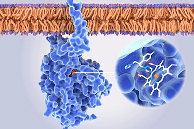 Enzyme Conjugation