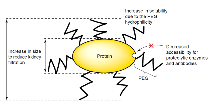 Enzyme Covalent Chemical Modifications by Creative Enzymes