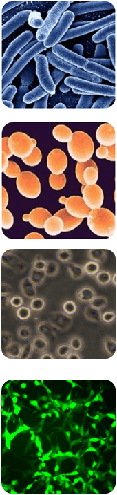 enzyme expression and production