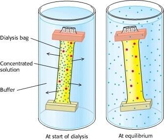 The scheme of dialysis. Enzyme molecules (red dots) are retained in the dialysis bag and separated from other smaller molecules (blue dots).