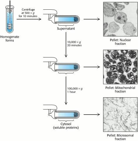 Differential Centrifugation