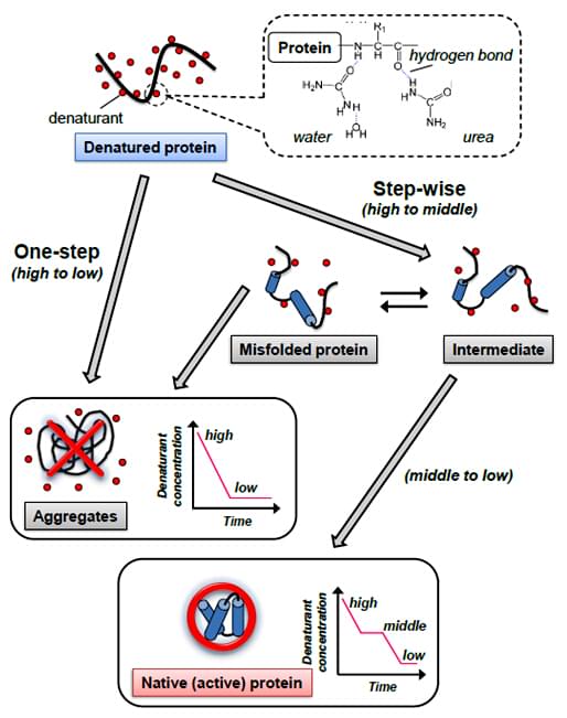 Enzyme Recovery and Refolding