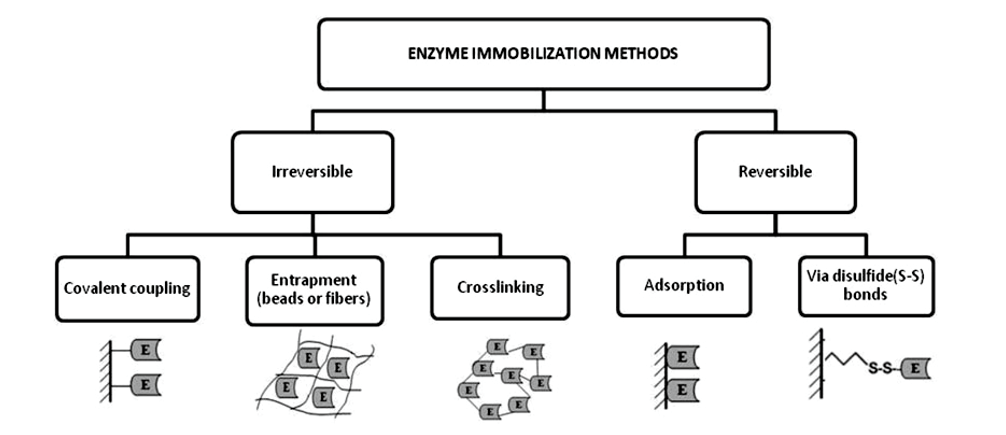 Enzyme Immobilization Services by Creative Enzymes