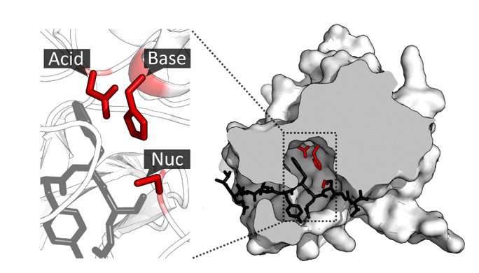 A close view of the active site of an enzyme, showing the key catalytic amino acids in the active site, which may be modified.