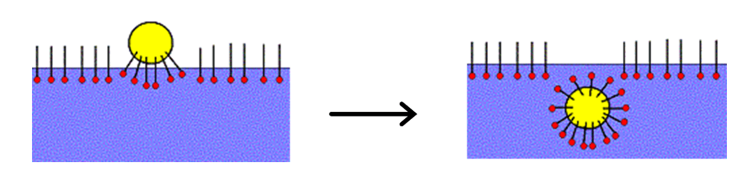 the formation of micelles