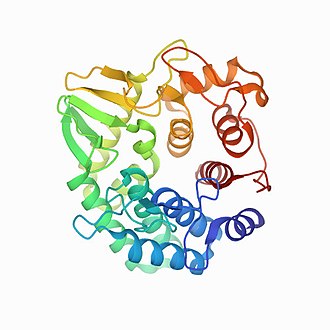 Structure of β-glucanase