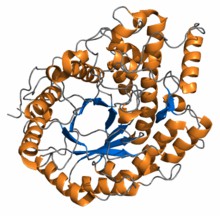 Structure of amylase.