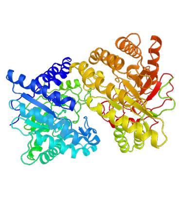 Structure of cellulase.