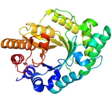 Enzyme for flour