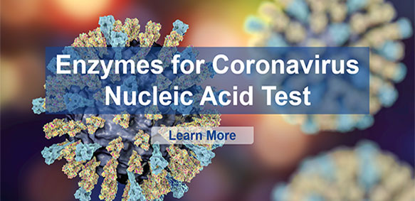 Enzymes for Coronavirus Nucleic Acid Test