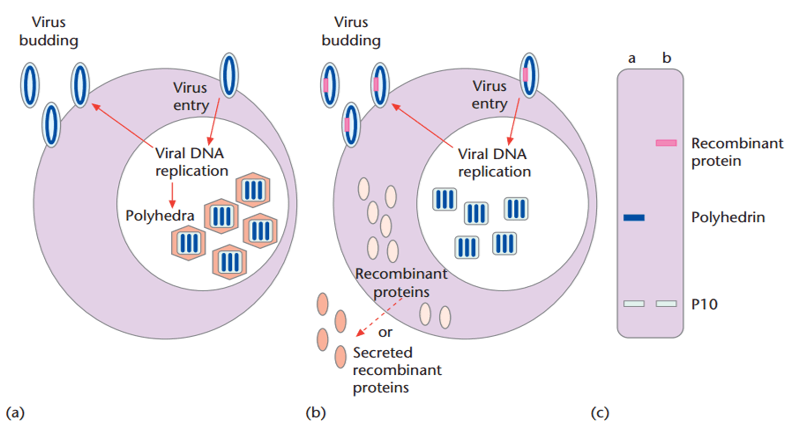 Express Enzymes in Baculovirus/Insect cells