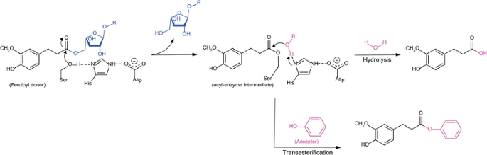 Transferuloylation reaction