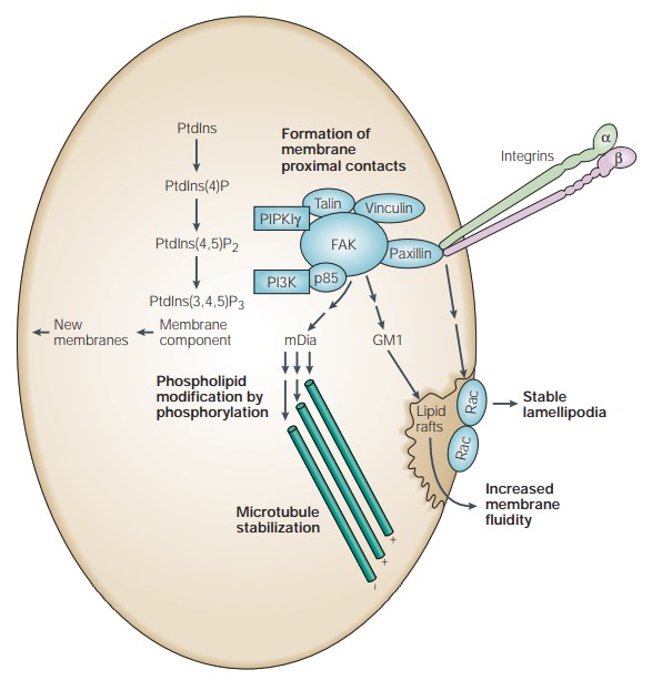 Focal adhesion kinase influences phospholipid and microtubule structure