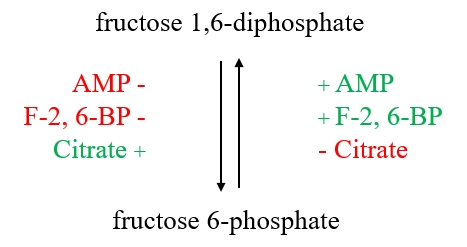 Conversion between fructose 1,6-diphosphate and fructose 6-phosphate