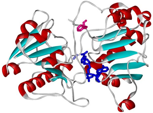 Position of Phe311PseFDH (Phe285CboFDH) (marked by pink color) in ternary complex (PseFDH-NAD+ -azide)