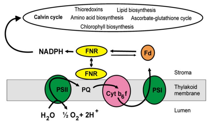 FNR functions in the crossing of electron transfer pathway