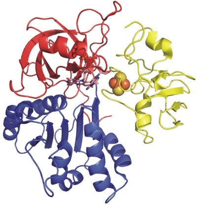 Structure of FNR in complex with Fd