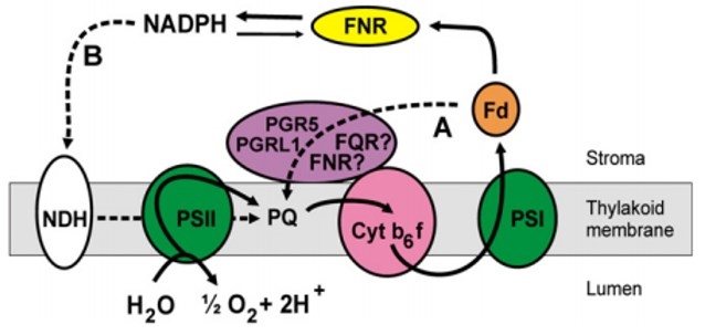 FNR functions in the crossing of electron transfer pathway