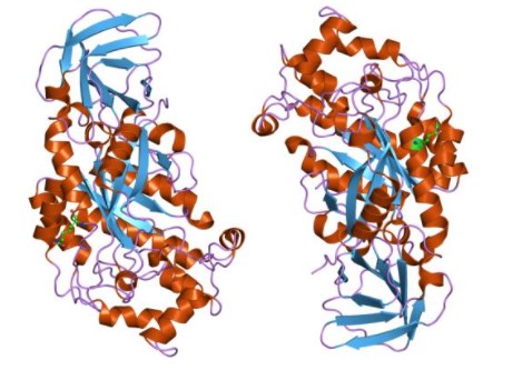 Structure of alpha-L-fucosidase. 